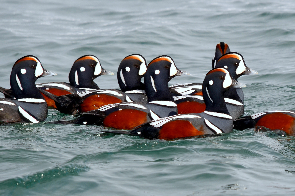 Photo of Harlequin Duck at 北海道 by Markee Norman