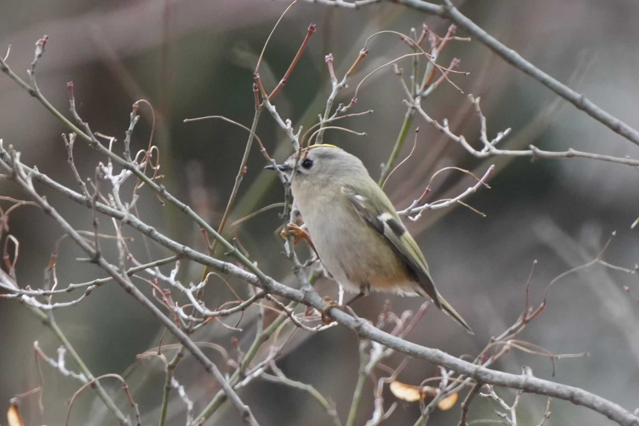 2024年1月18日(木) 嶺公園の野鳥観察記録 by けやき@初心者 | ZooPicker