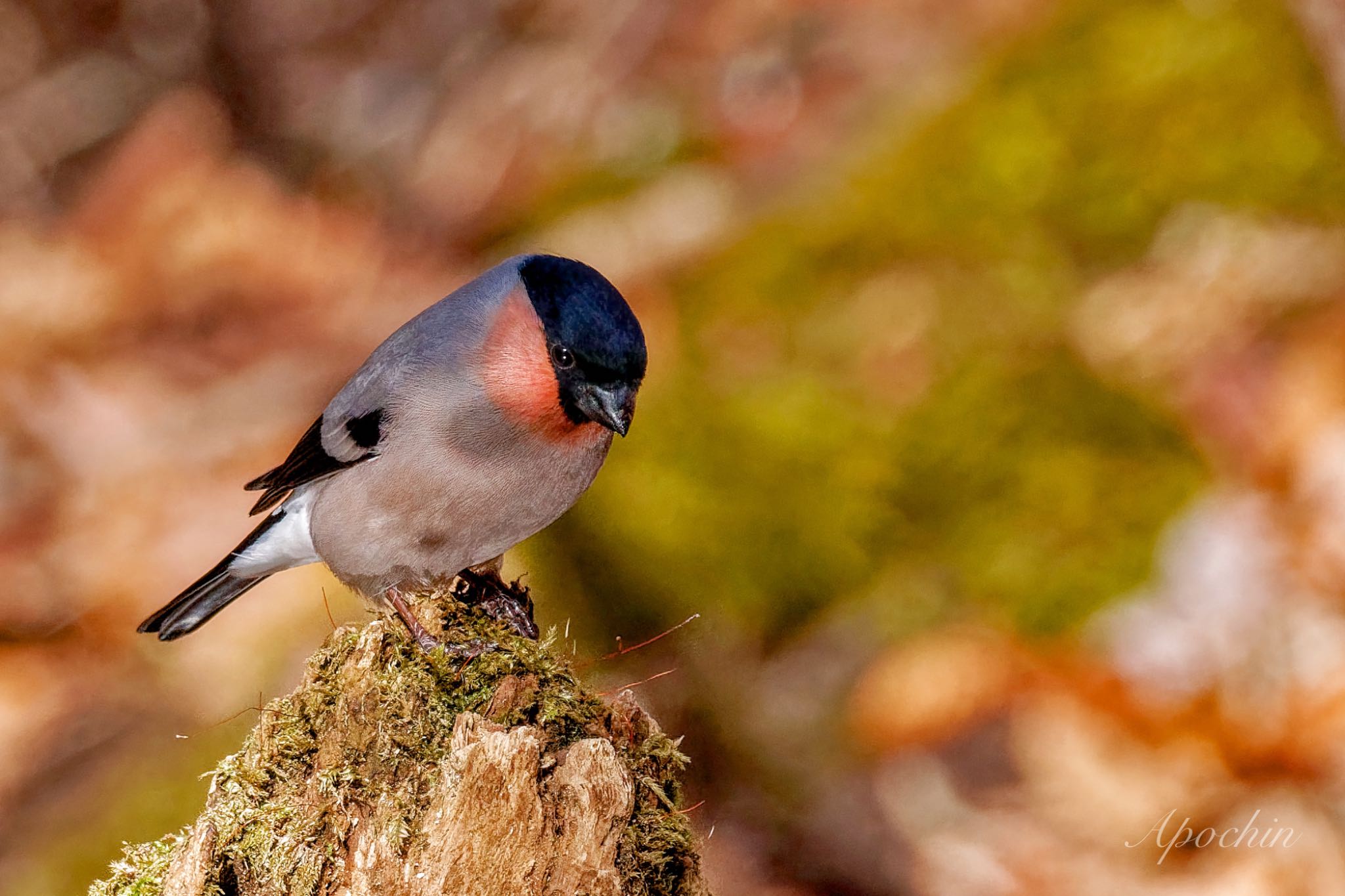 Eurasian Bullfinch