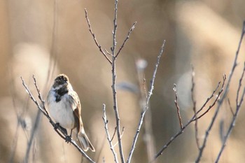 Common Reed Bunting 涸沼 Tue, 1/9/2024