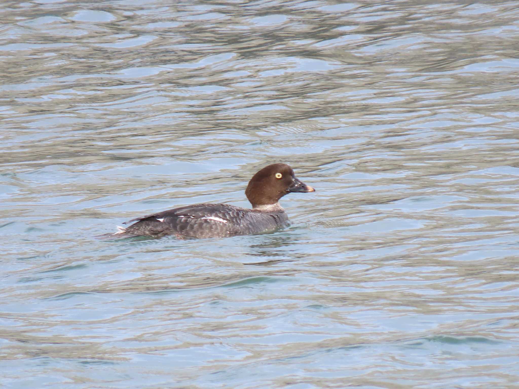 Common Goldeneye