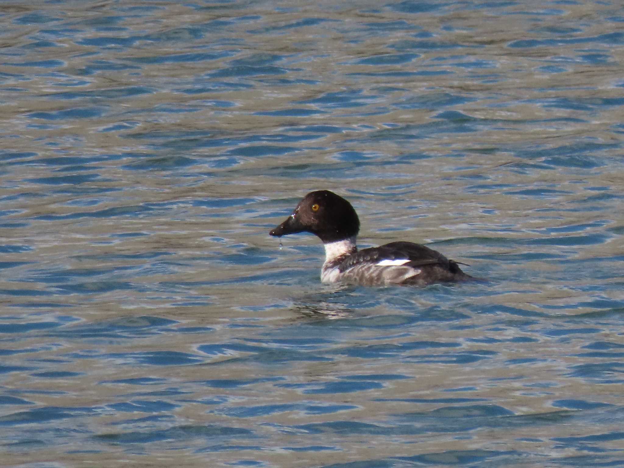 Common Goldeneye