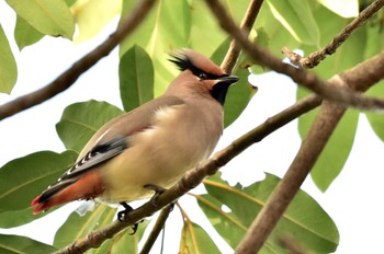 Japanese Waxwing 福岡県春日市 Thu, 1/25/2024