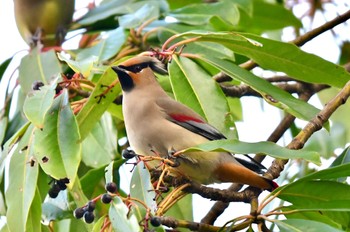 Japanese Waxwing 福岡県春日市 Thu, 1/25/2024