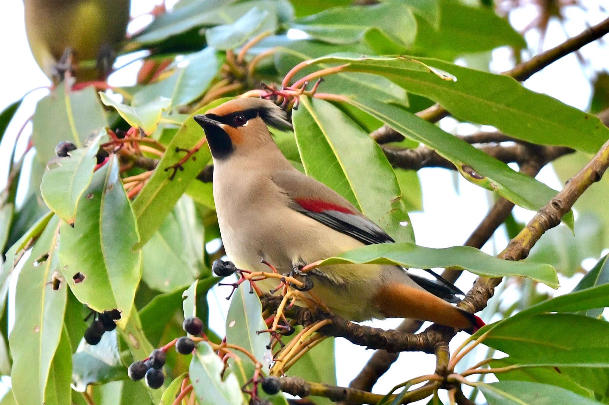 Photo of Japanese Waxwing at 福岡県春日市 by にょろちょろ