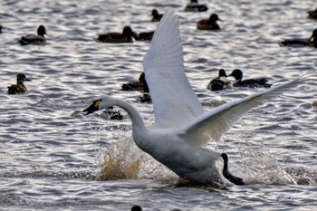 Tundra Swan x Tundra Swan(columbianus) 東庄県民の森 Wed, 1/3/2024