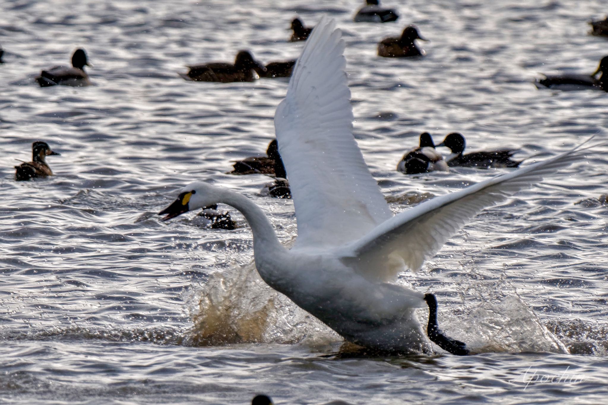 Tundra Swan x Tundra Swan(columbianus)