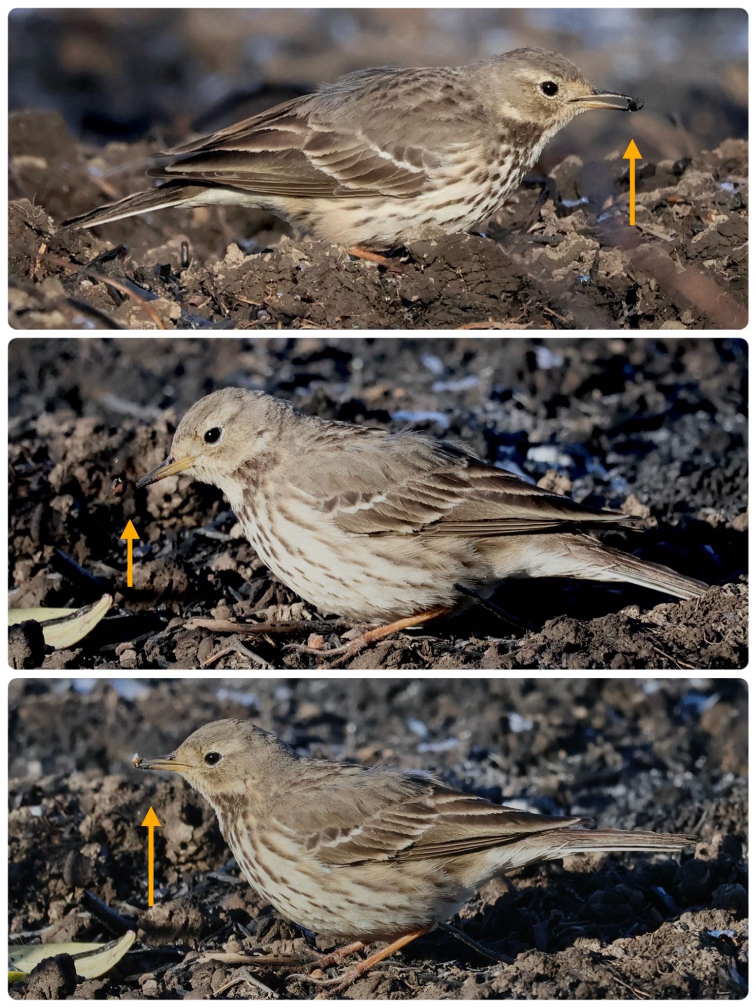 Water Pipit