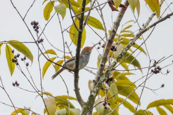 Ashy Tailorbird Jurong Lake Gardens Fri, 1/19/2024