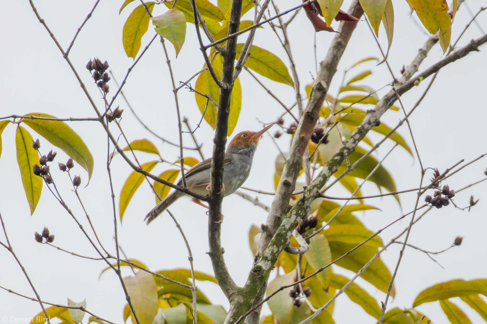 Ashy Tailorbird