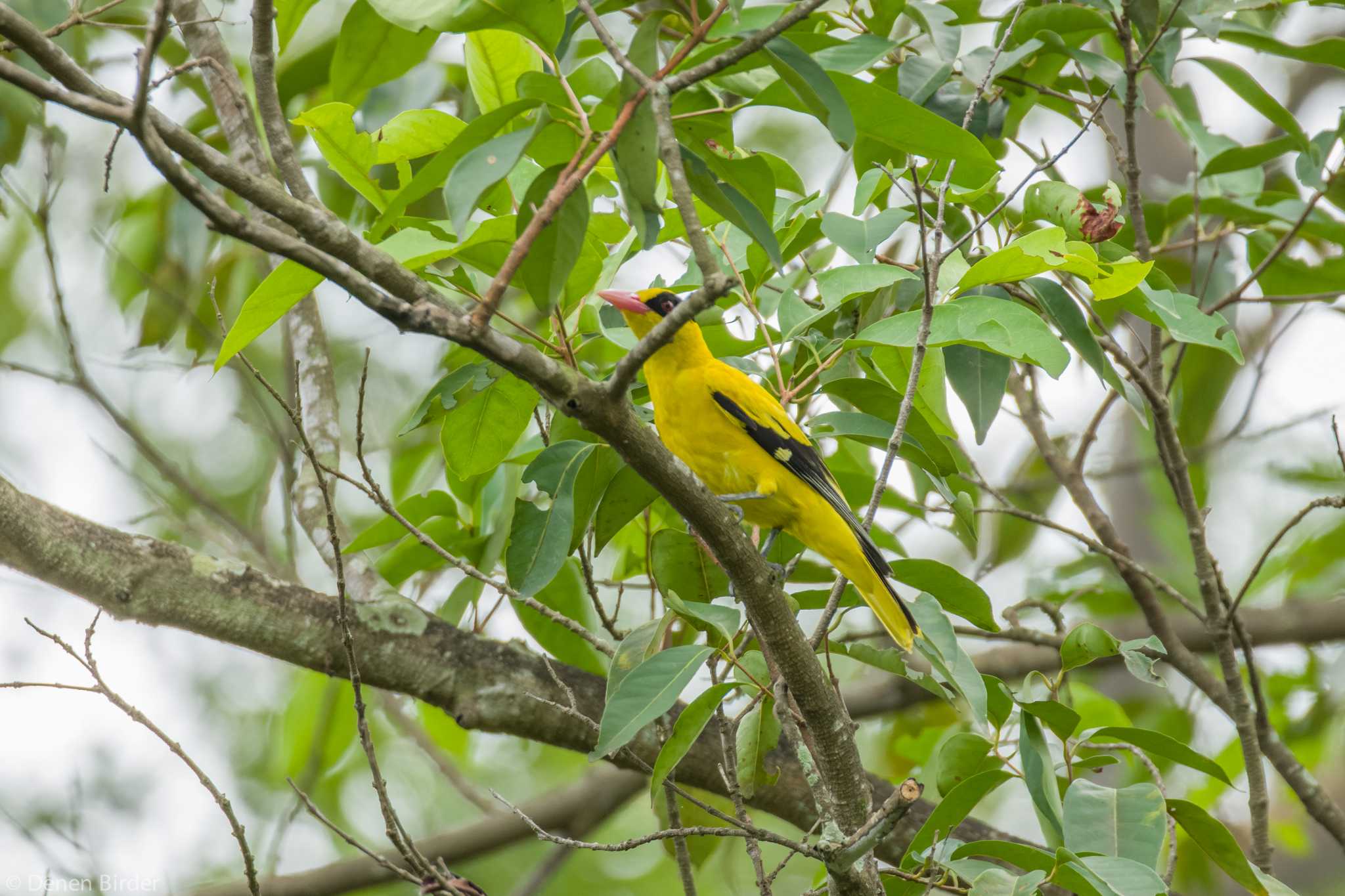 Jurong Lake Gardens コウライウグイスの写真 by 田園Birder