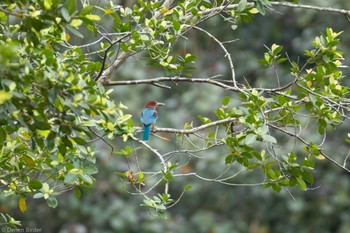 アオショウビン シンガポール植物園 2024年1月19日(金)