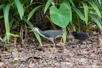 シロハラクイナ シンガポール植物園 2024年1月19日(金)