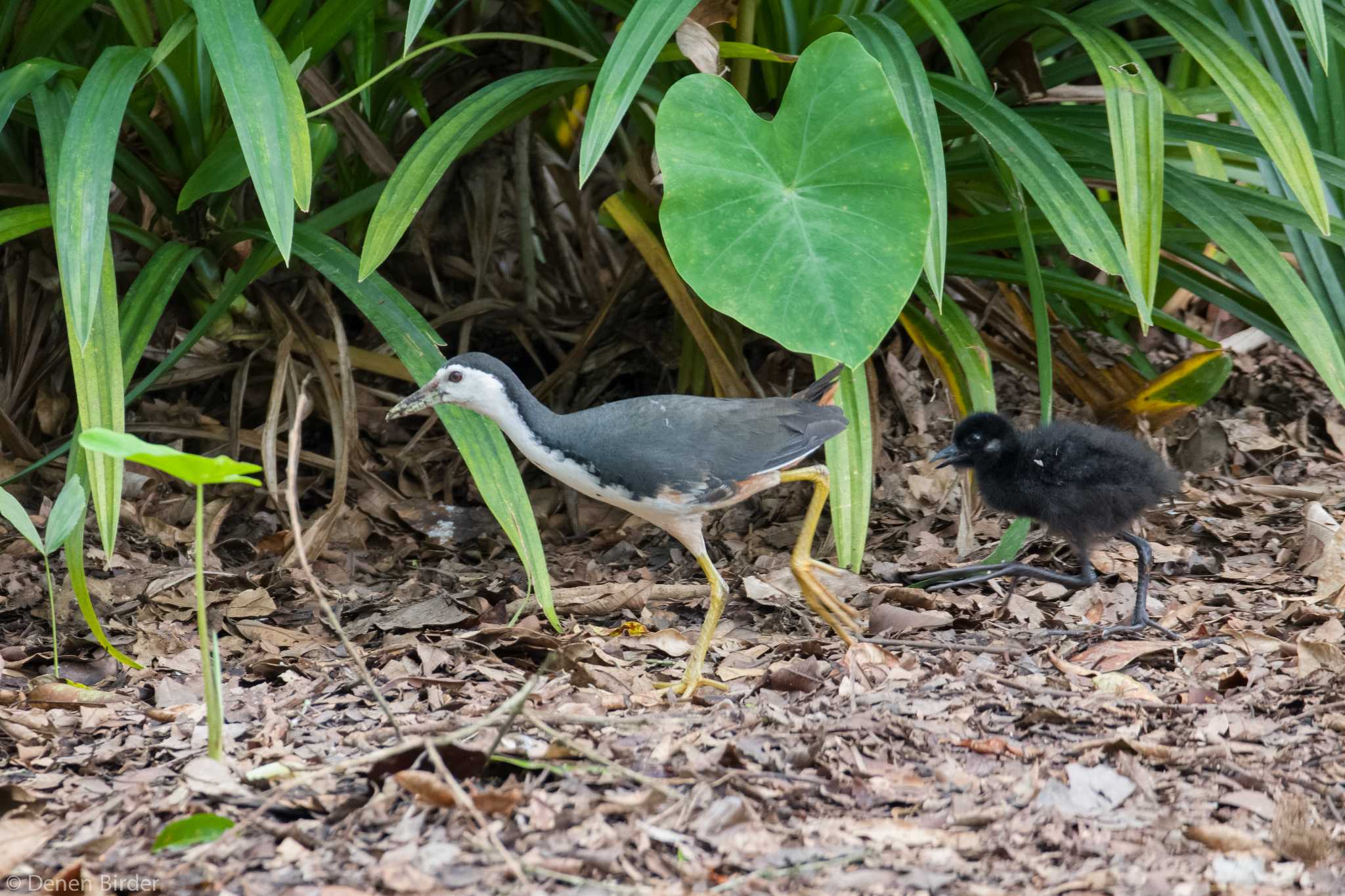 White-breasted Waterhen