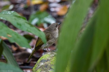 Olive-winged Bulbul Singapore Botanic Gardens Fri, 1/19/2024