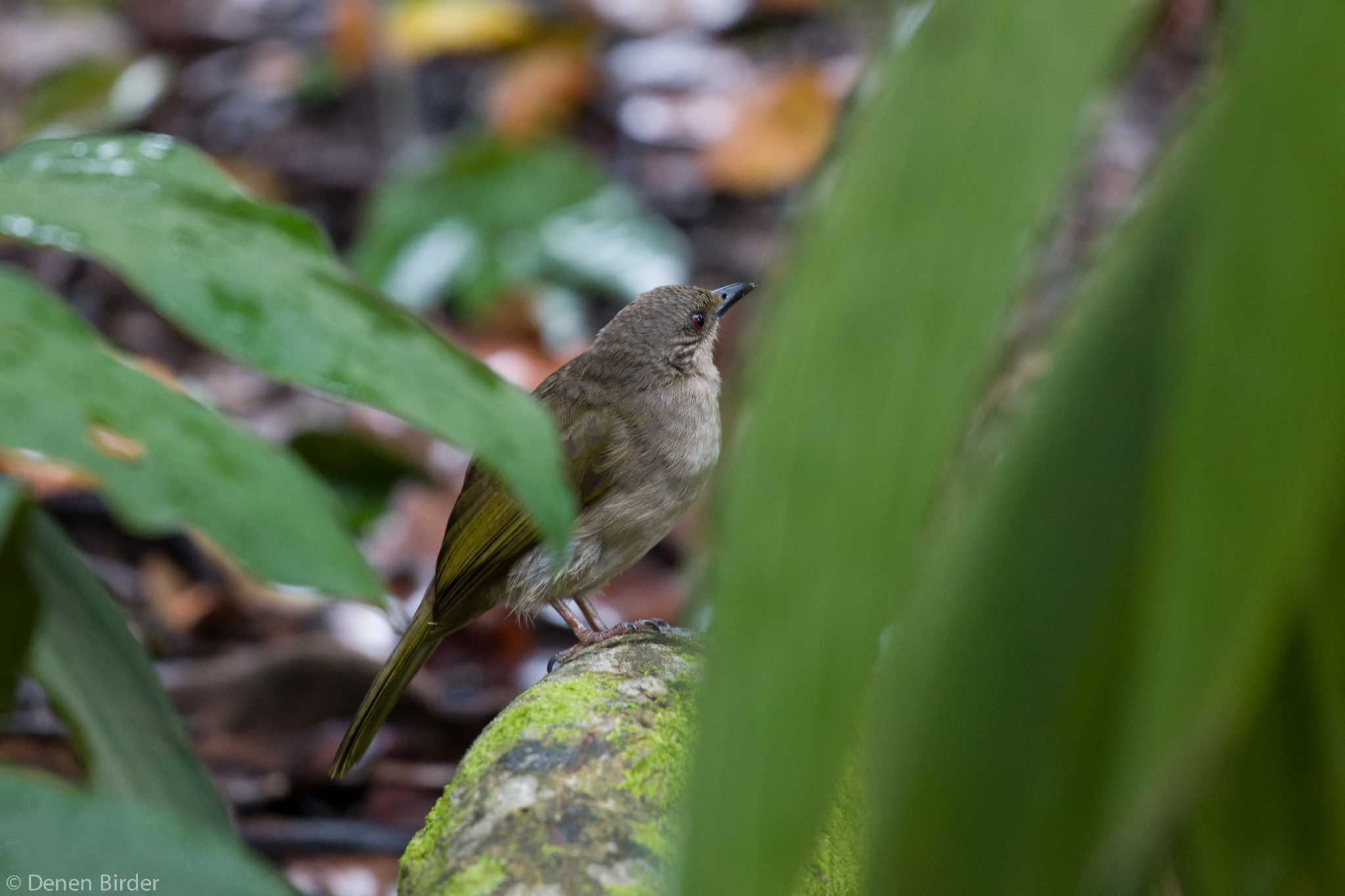 Photo of Olive-winged Bulbul at Singapore Botanic Gardens by 田園Birder