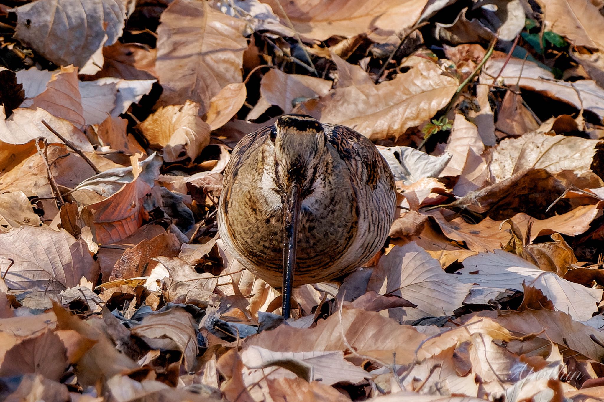 Eurasian Woodcock