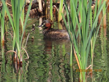 カイツブリ 泉の森公園 2023年4月9日(日)