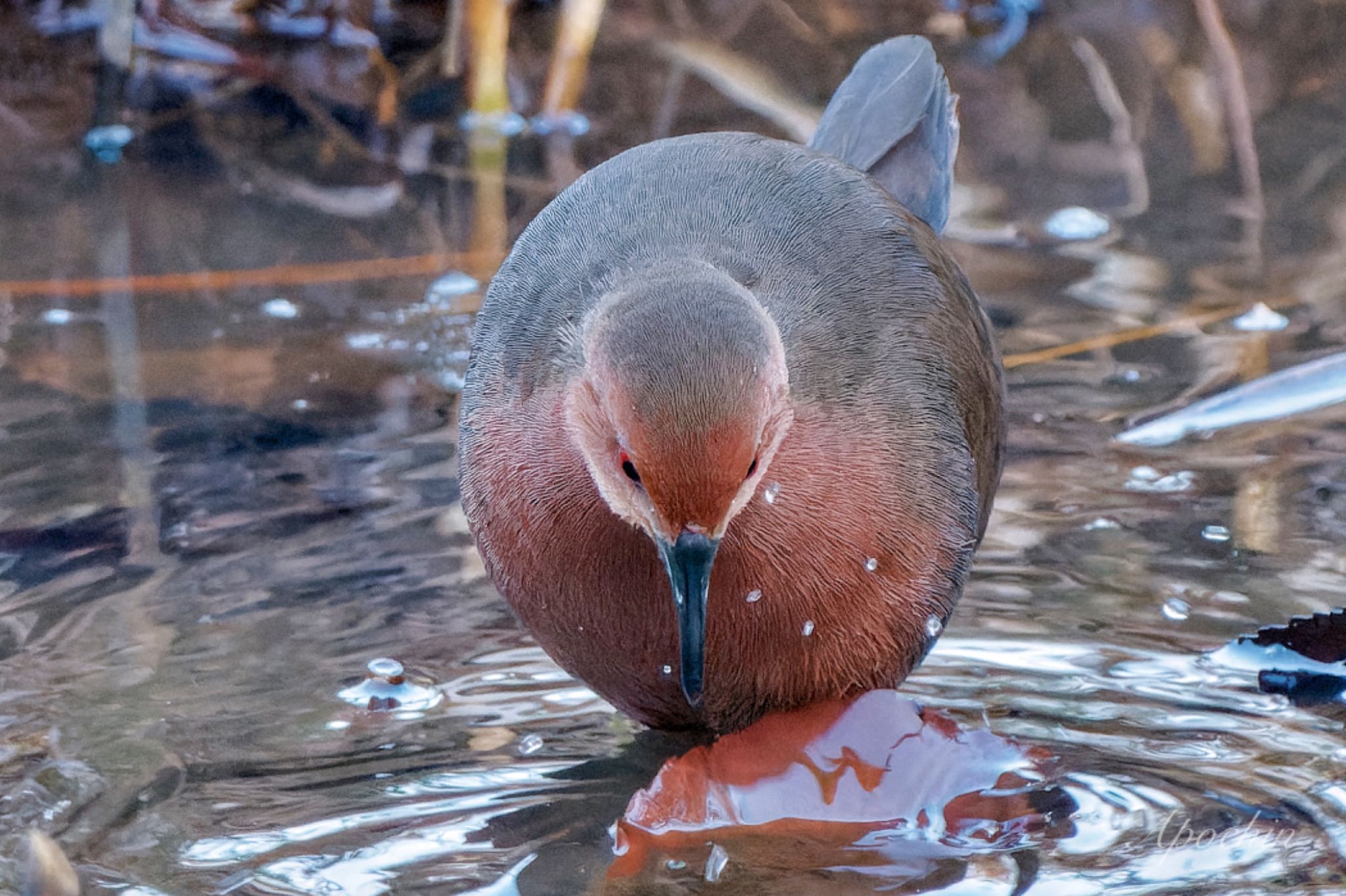 Ruddy-breasted Crake