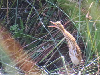 Black-backed Bittern Narawang Wetland(NSW) Fri, 1/26/2024