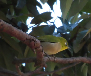 Warbling White-eye Hattori Ryokuchi Park Fri, 1/26/2024