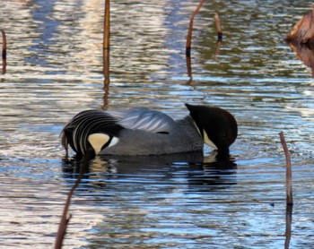 Falcated Duck Hattori Ryokuchi Park Fri, 1/26/2024