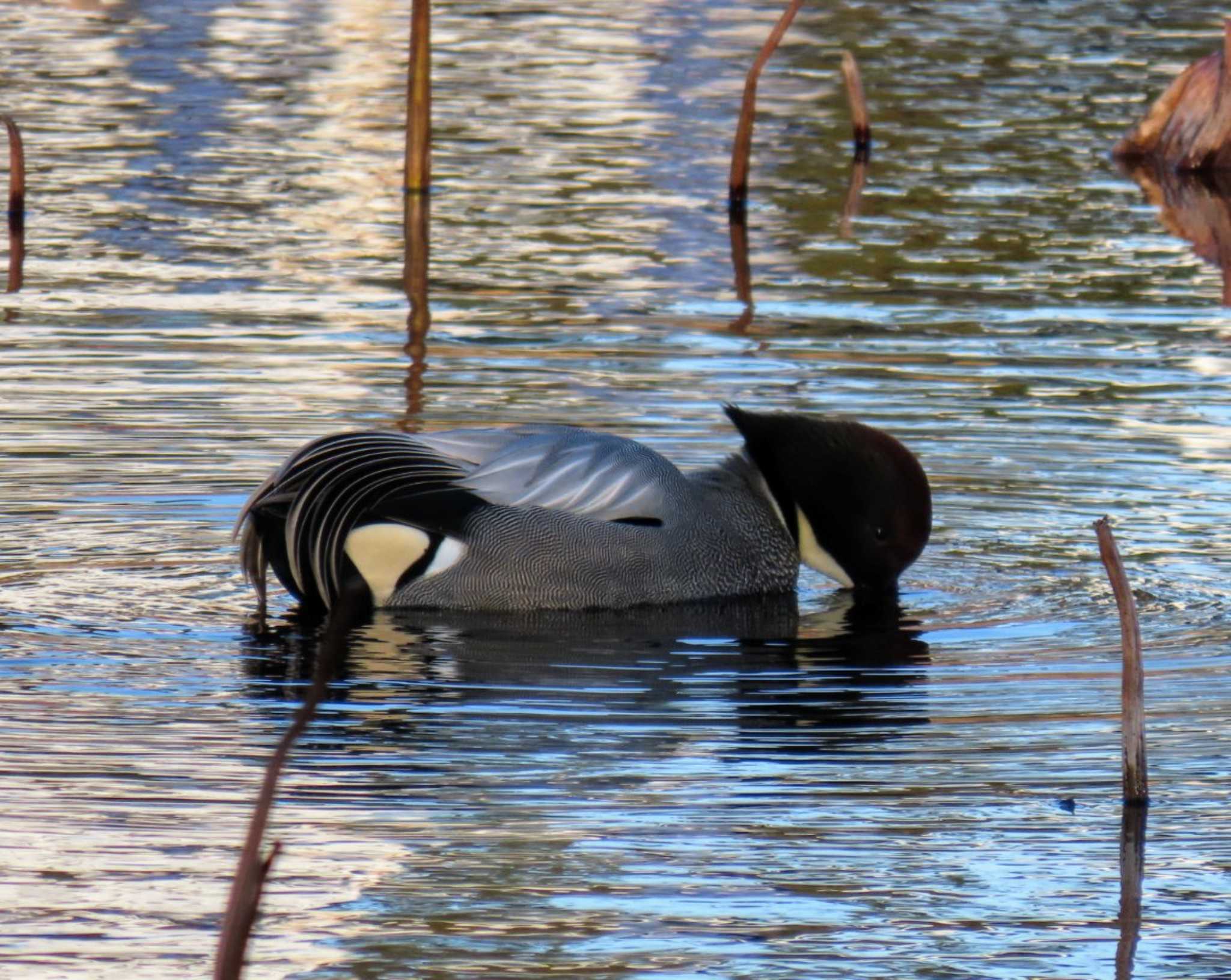 Falcated Duck