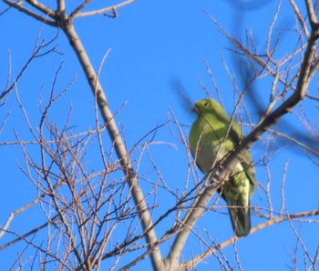 White-bellied Green Pigeon Hattori Ryokuchi Park Fri, 1/26/2024