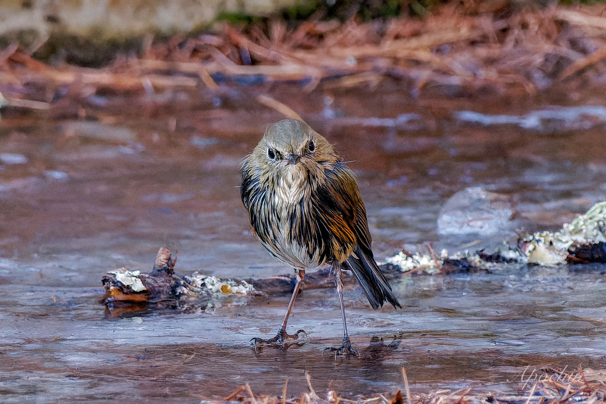 Photo of Red-flanked Bluetail at 創造の森(山梨県) by アポちん