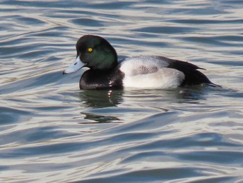 2024年1月23日(火) 志津川湾の野鳥観察記録