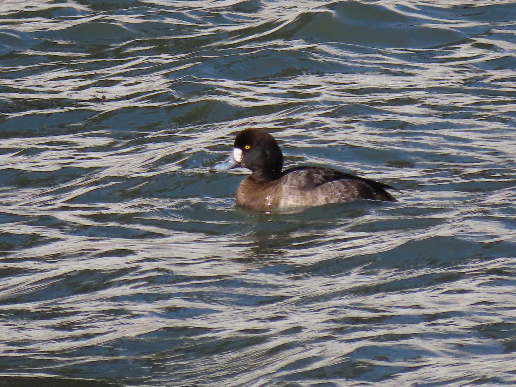 Greater Scaup