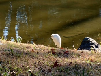 シラサギ Hibiya Park Fri, 1/26/2024