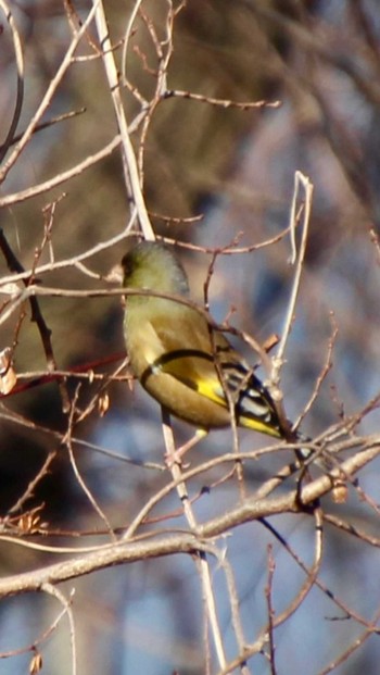 Grey-capped Greenfinch 山田池公園 Wed, 1/17/2024