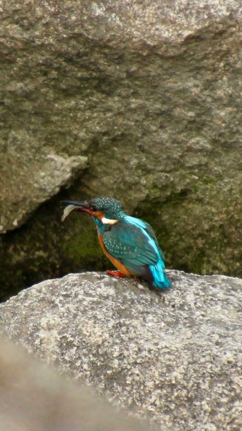 Common Kingfisher 山田池公園 Fri, 1/12/2024