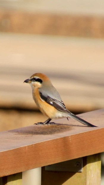 Bull-headed Shrike 山田池公園 Fri, 1/12/2024