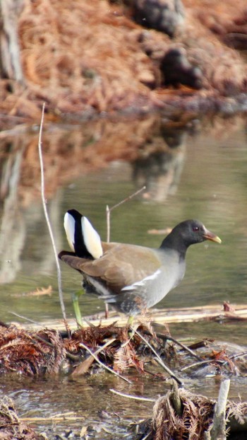 Common Moorhen 山田池公園 Fri, 1/12/2024