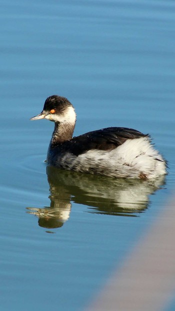 Black-necked Grebe 山田池公園 Sun, 1/14/2024