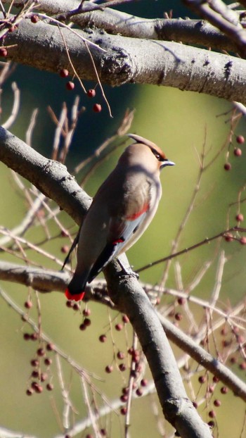 Japanese Waxwing 山田池公園 Wed, 1/17/2024