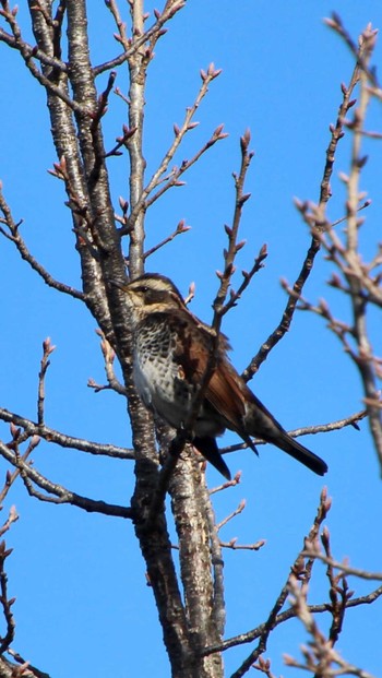 Dusky Thrush 山田池公園 Mon, 1/8/2024