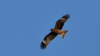 Black Kite 磐田大池 Sun, 1/21/2024