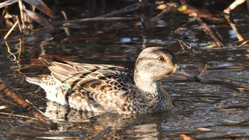 Eurasian Teal 磐田大池 Sun, 1/21/2024