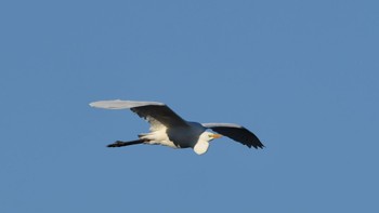 Great Egret 磐田大池 Sun, 1/21/2024