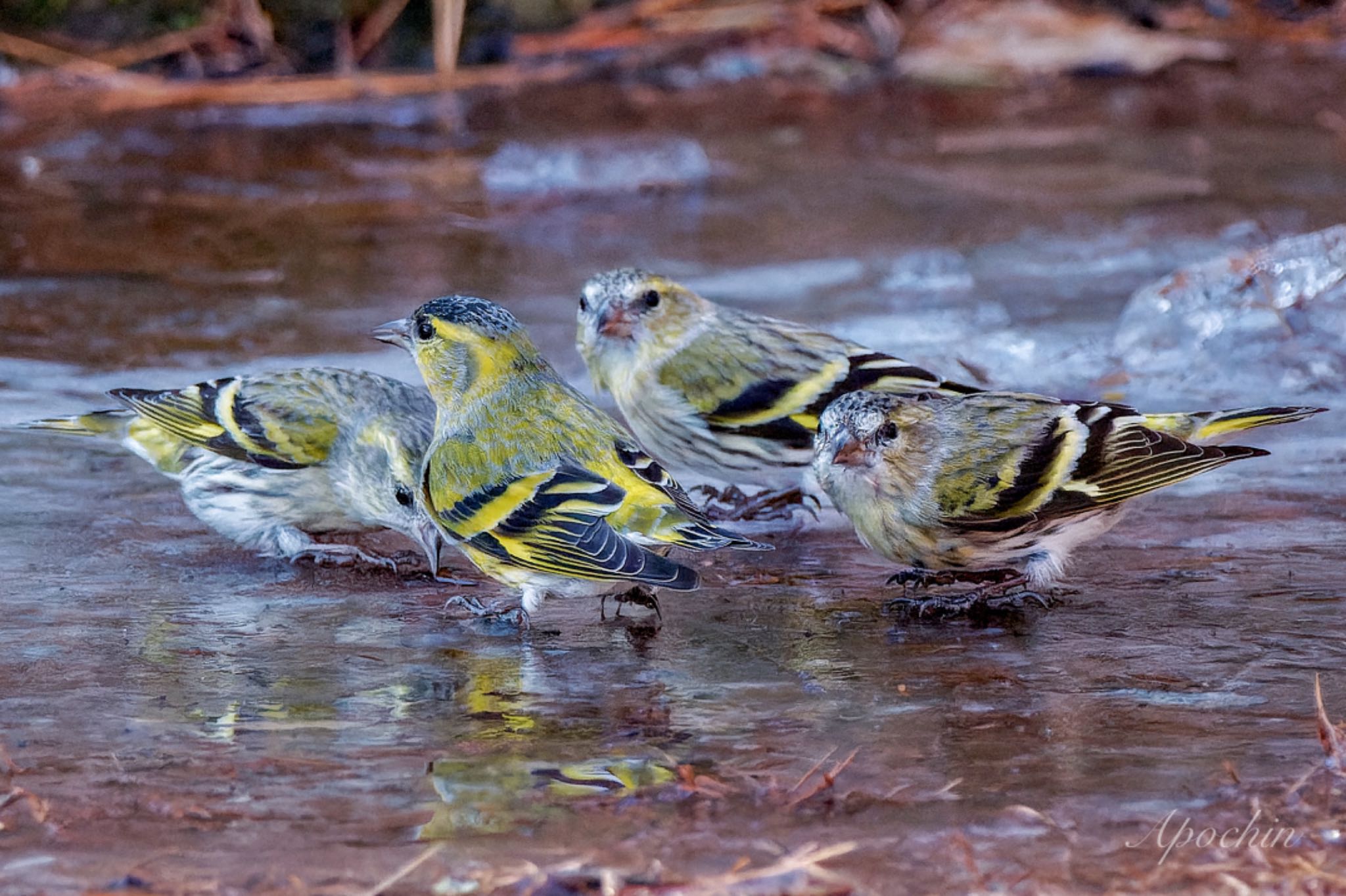 創造の森(山梨県) マヒワの写真 by アポちん