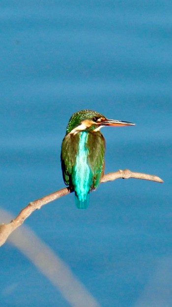 Common Kingfisher 山田池公園 Sun, 1/14/2024