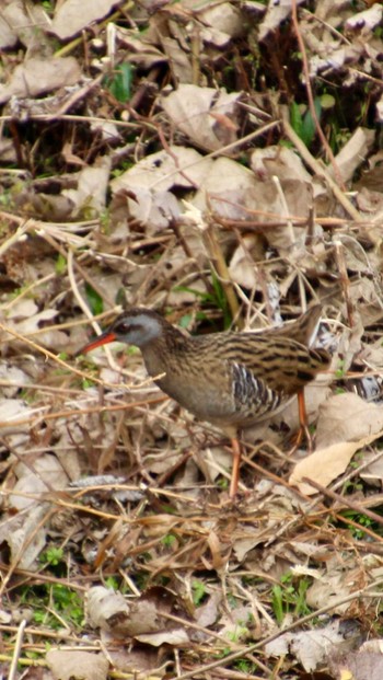 Brown-cheeked Rail 山田池公園 Fri, 1/12/2024