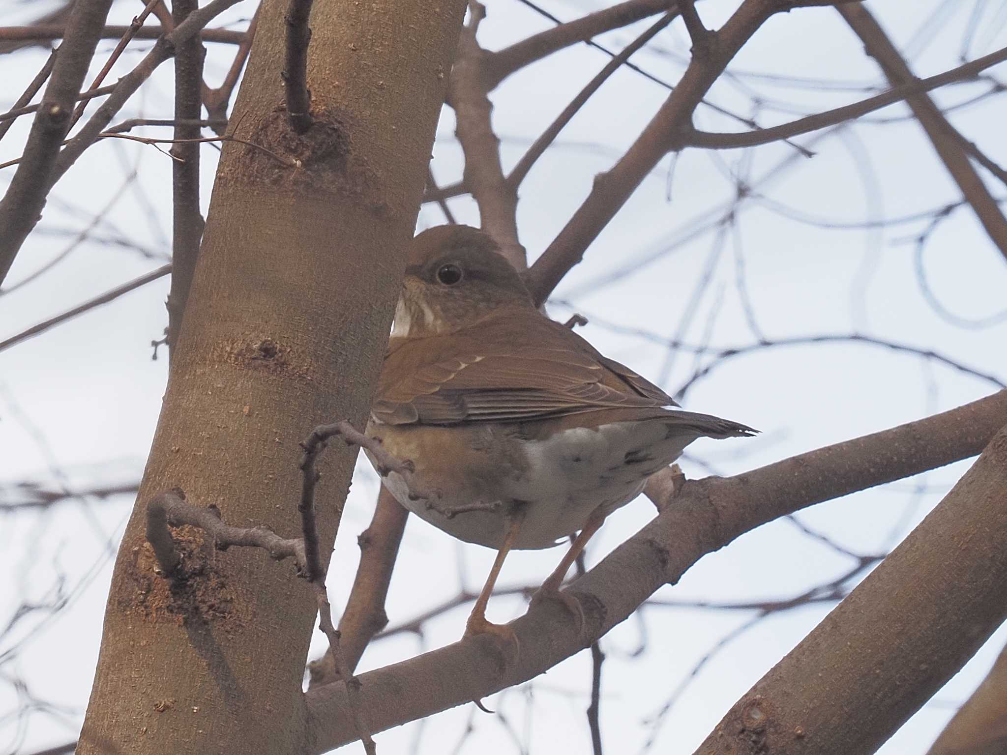 Pale Thrush