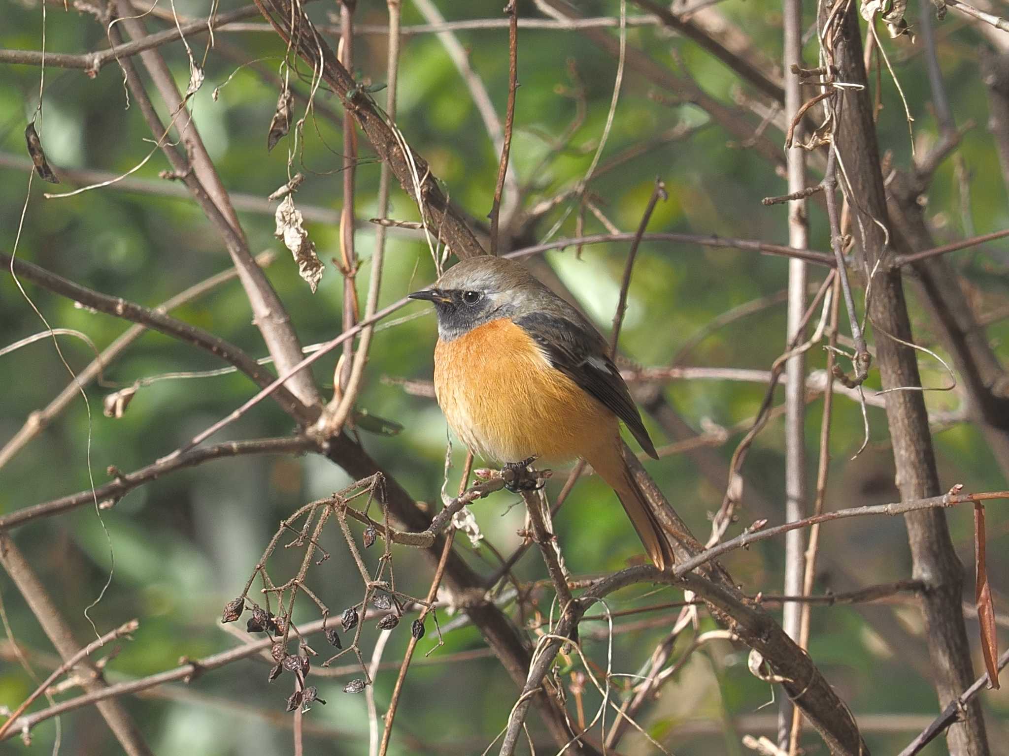 Daurian Redstart