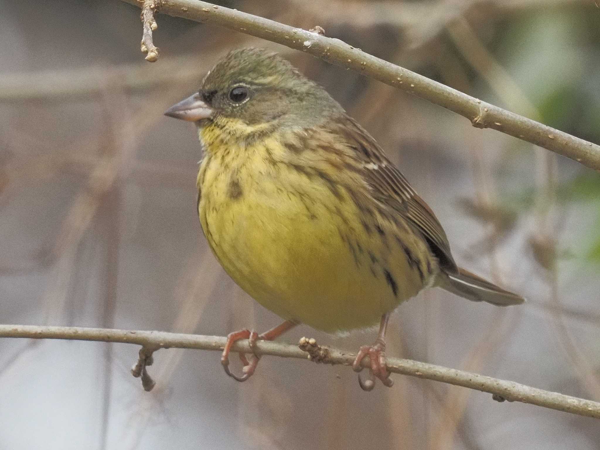 Photo of Masked Bunting at 国営木曽三川公園138タワーパーク by MaNu猫