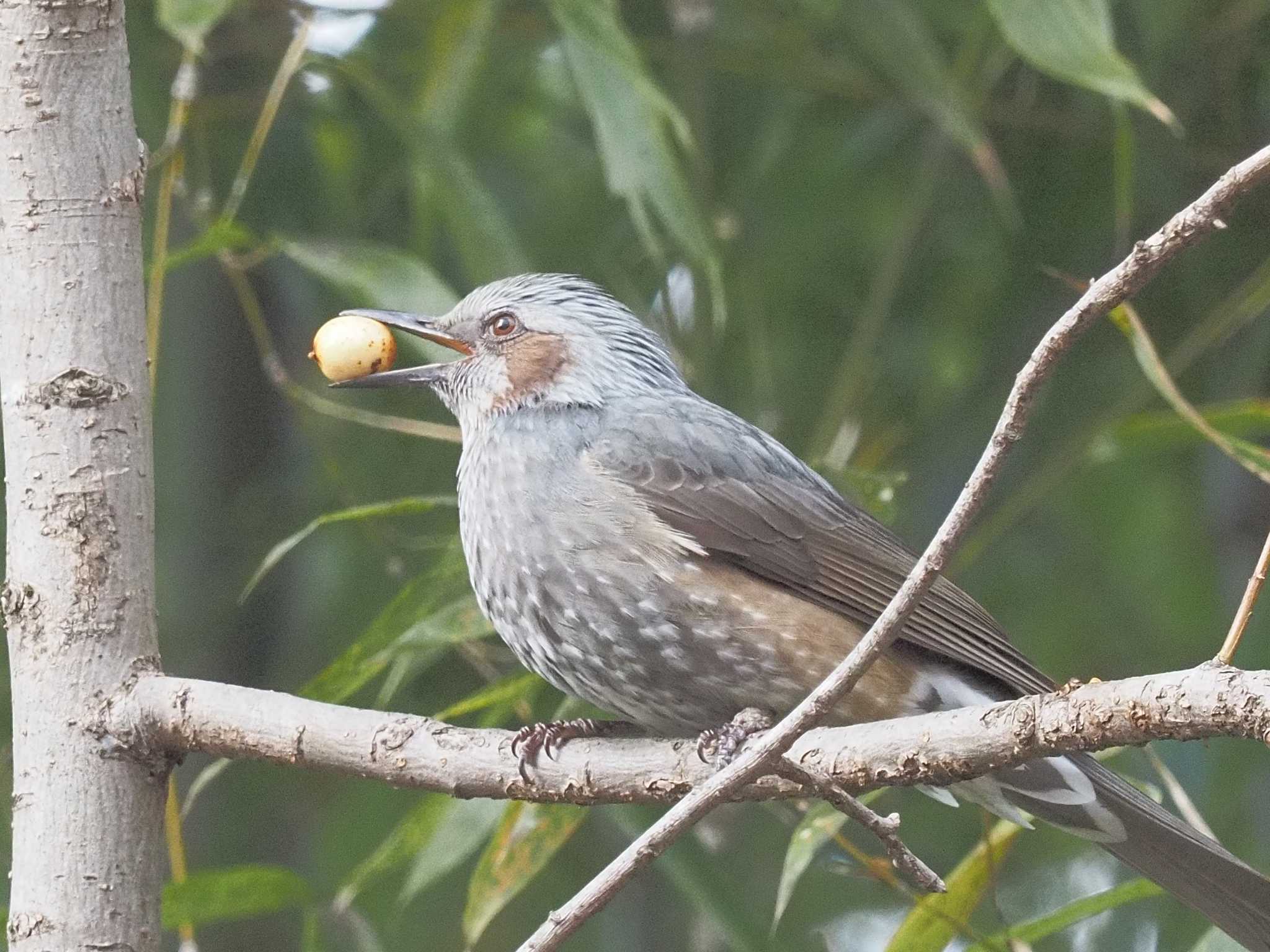 Brown-eared Bulbul