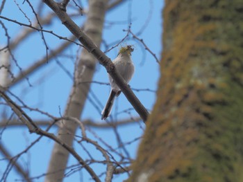 エナガ 国営木曽三川公園138タワーパーク 2024年1月26日(金)